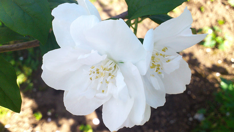 Syringa